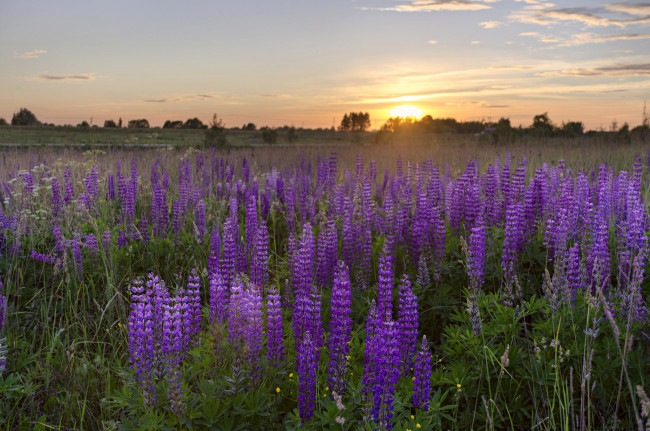 Обои картинки фото природа, луга, простор