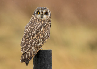 Картинка животные совы боке столб птица сова