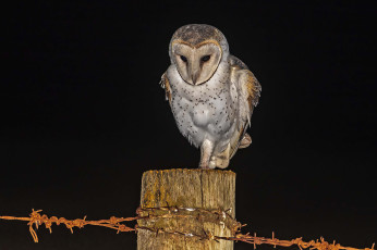 Картинка животные совы мышка