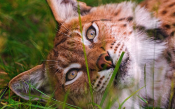 Картинка животные рыси рысь