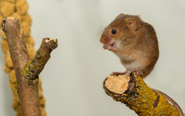Обои картинки фото животные, крысы,  мыши, мышка