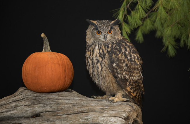 Обои картинки фото животные, совы, сова