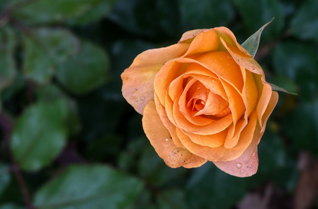 Обои картинки фото цветы, розы, лепестки, бутон