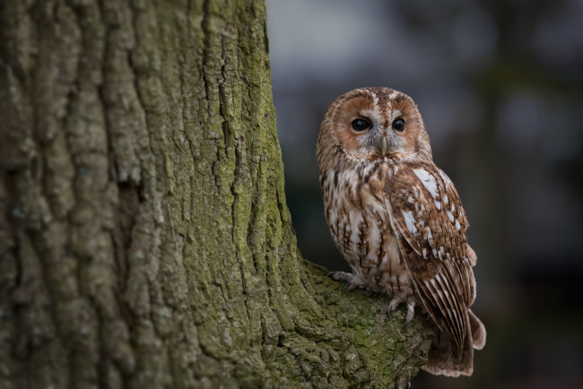 Обои картинки фото животные, совы, мышка