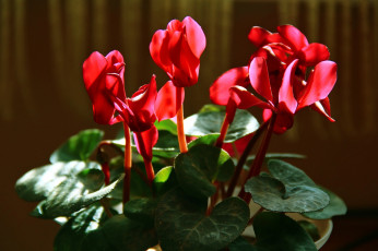 Картинка цветы цикламены алые