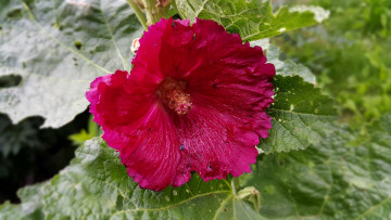 Картинка цветы мальвы розовая мальва макро