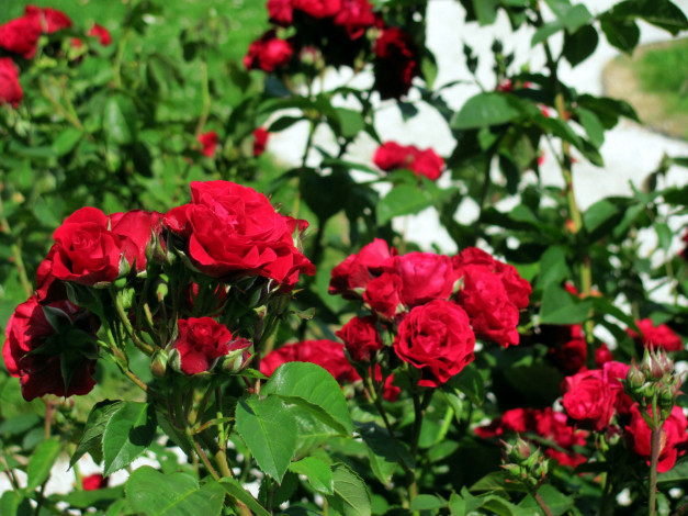 Обои картинки фото цветы, розы, куст, бордо