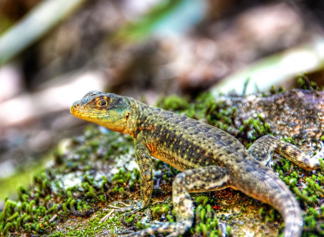 Обои картинки фото животные, ящерицы,  игуаны,  вараны, ящерица, камень, мох