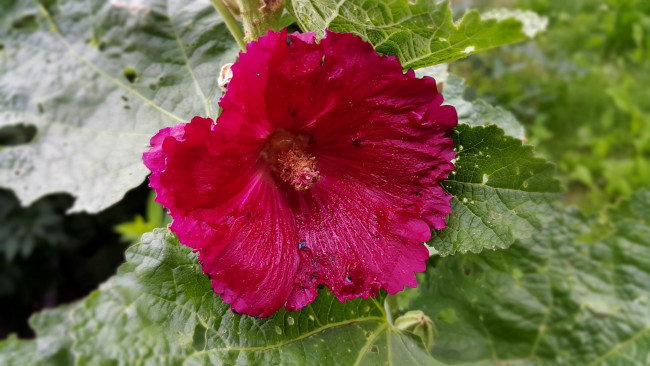 Обои картинки фото цветы, мальвы, розовая, мальва, макро