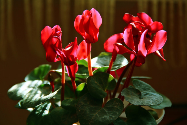 Обои картинки фото цветы, цикламены, алые
