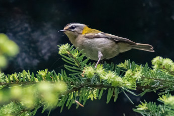 Картинка животные птицы птица