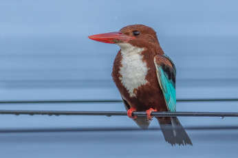 Картинка животные зимородки зимородок