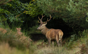 Картинка животные олени олень