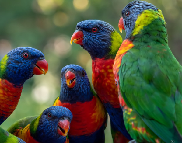 Обои картинки фото животные, попугаи