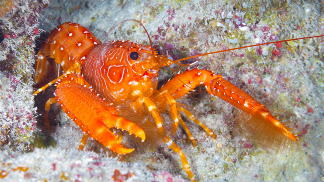 Обои картинки фото животные, крабы,  раки, рак