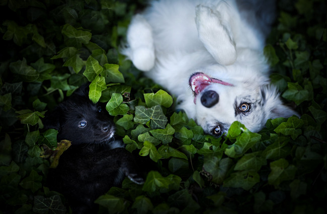 Обои картинки фото животные, собаки