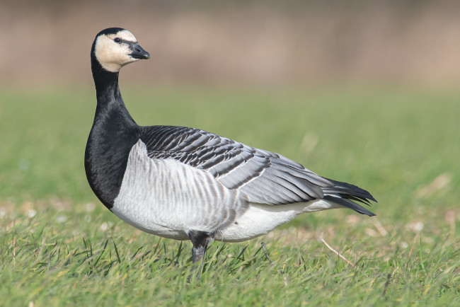 Обои картинки фото животные, гуси, птица