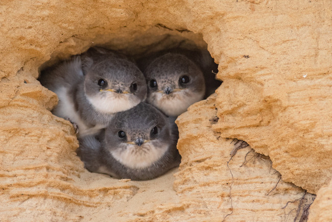 Обои картинки фото животные, ласточки, птенцы