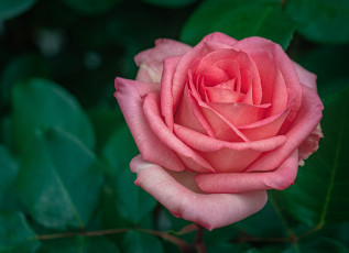 обоя цветы, розы, розовая, роза