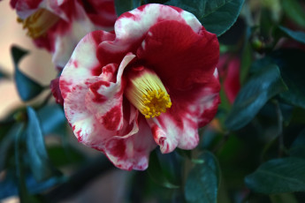 обоя цветы, камелии, камелия