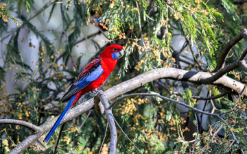 обоя животные, попугаи, попугай, ветки, дерево, мимоза