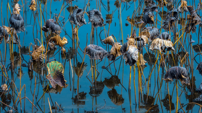 Обои картинки фото природа, реки, озера, лотосы