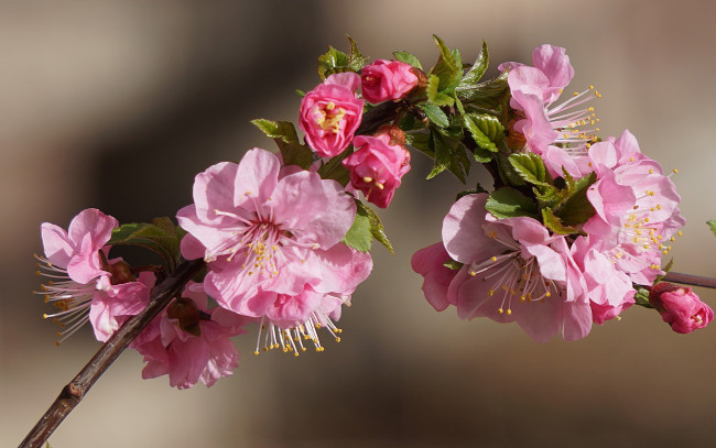 Обои картинки фото цветы, сакура,  вишня
