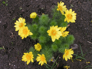 Картинка адонисы горицветы цветы анемоны