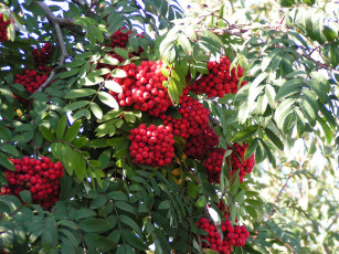 Картинка рябина природа Ягоды