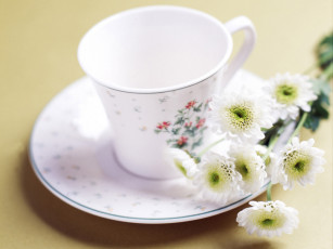 обоя цветы, хризантемы