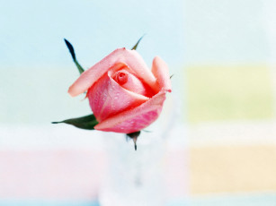 Картинка цветы розы