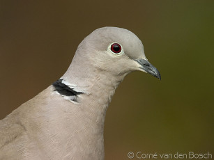 Картинка животные голуби