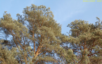 Картинка природа