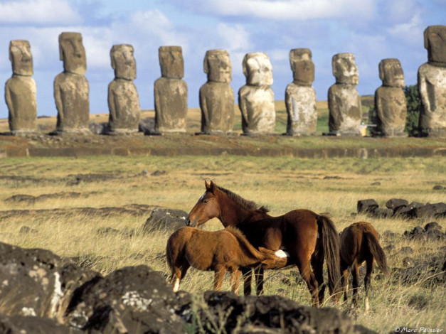 Обои картинки фото животные, лошади