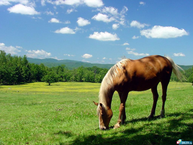 Обои картинки фото животные, лошади