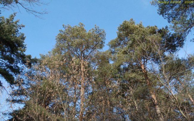 Обои картинки фото природа