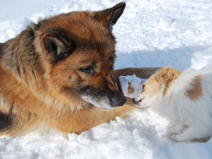 Картинка buzzzikin опять зубы не чистила животные собаки