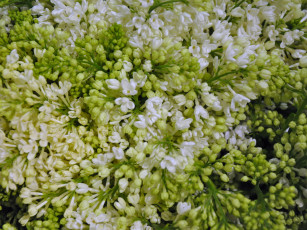 Картинка цветы сирень