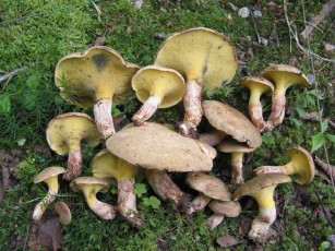 Картинка еда грибы грибные блюда