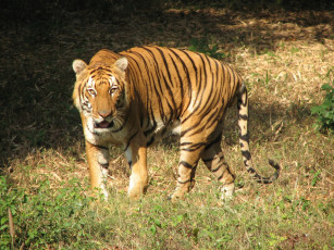 Картинка животные тигры