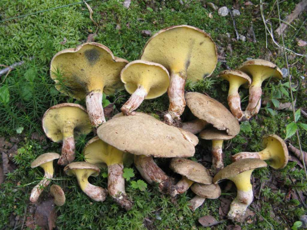 Обои картинки фото еда, грибы, грибные, блюда