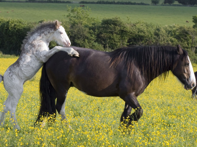 Обои картинки фото животные, лошади
