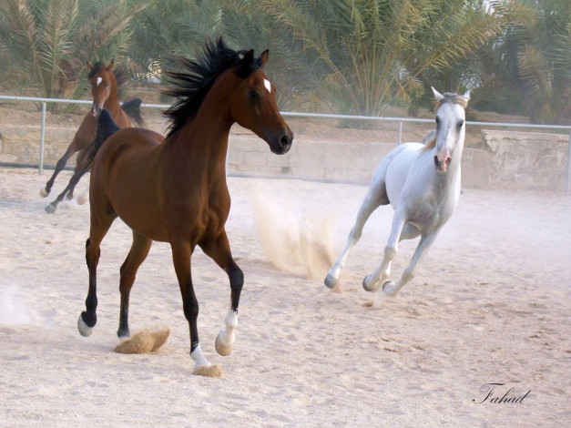 Обои картинки фото животные, лошади