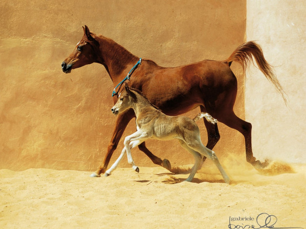 Обои картинки фото животные, лошади