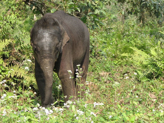 Обои картинки фото животные, слоны