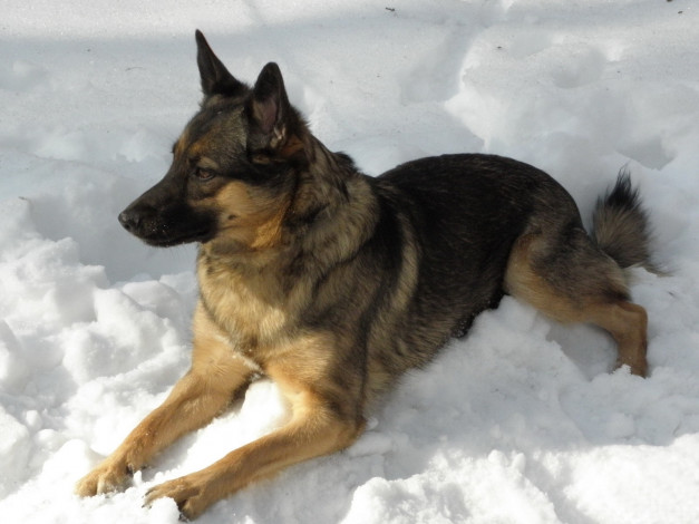 Обои картинки фото животные, собаки