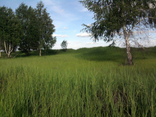 Картинка природа деревья небо берёзы травка