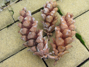 Картинка природа шишки жёлуди каштаны смола