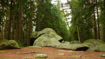 Картинка природа лес валун