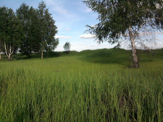 Обои картинки фото природа, деревья, небо, берёзы, травка